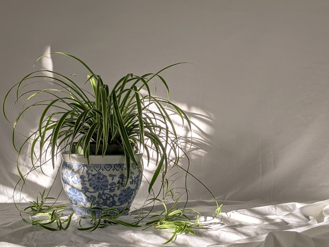 Spider_Plant